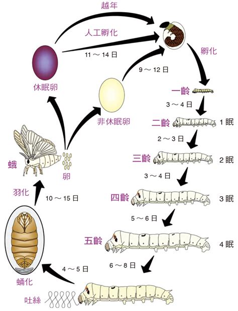 蠶的生命週期|蠶的一生